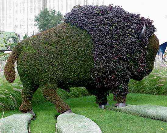 Le bison